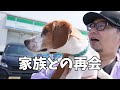【迷子犬 ビーグル後編】家族との再会に涙しました～多頭飼い～チワワ シーズー ミニチュアピンシャー トイプードル