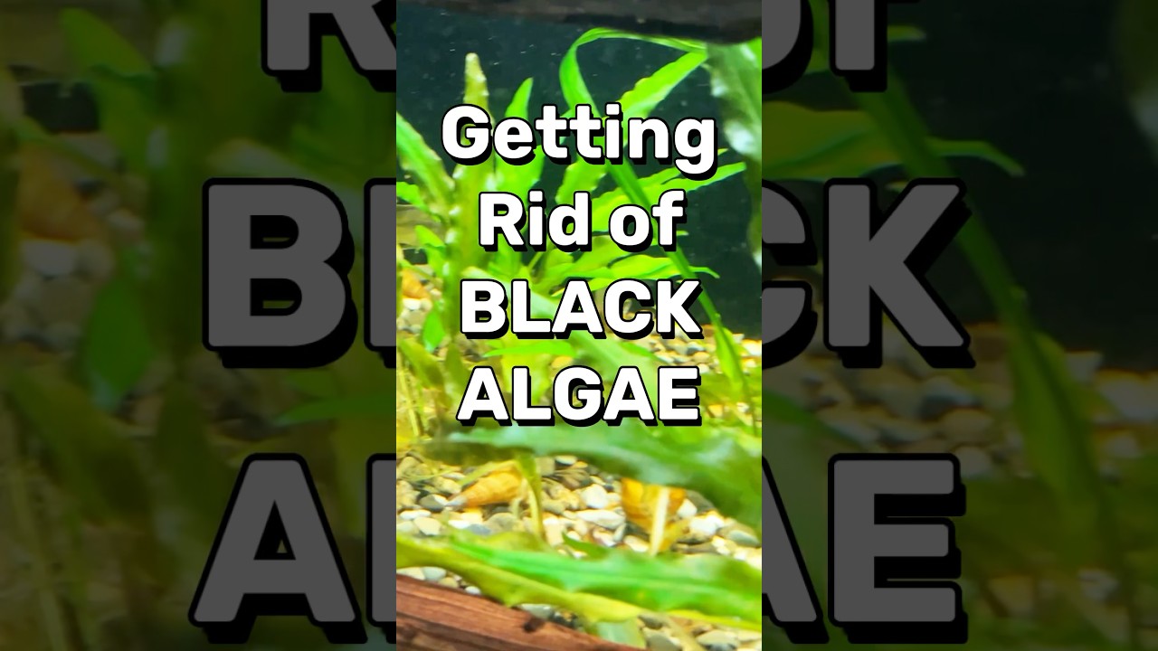 My BLACK ALGAE TIP! #aquarium #fishtank #fish