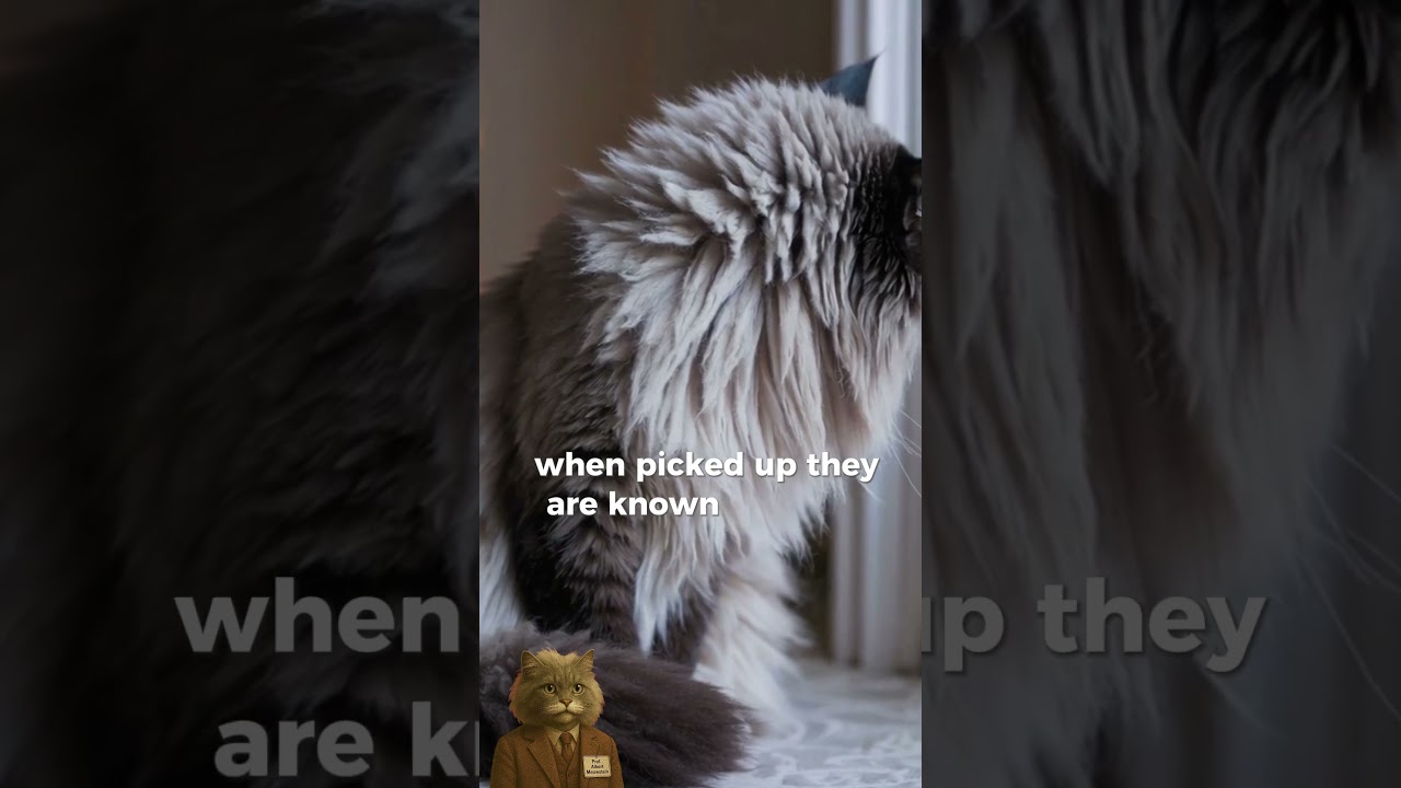 Why Do Ragdoll Cats Go Limp When You Pick Them Up?