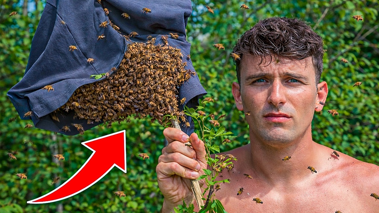 J'ai Sauvé plusieurs Millions d'Abeilles (l'histoire !)