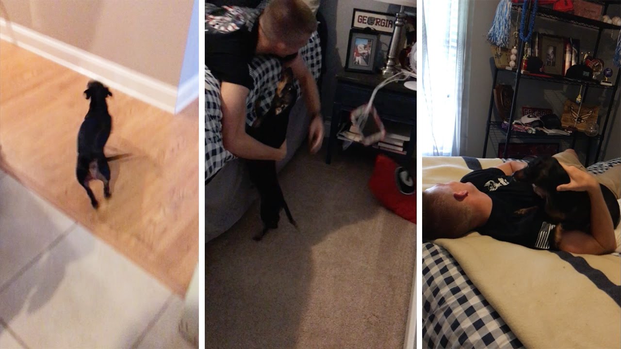 Soldier Reunited With Dog After Six Months - YouTube
