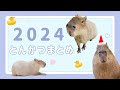 【カピバラ】2024とんかつ動画まとめ
