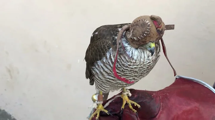 Eagles: The Kings of the Sky | Free Documentary Nature