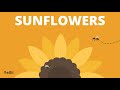 Sunflowers: Nature's Marvels