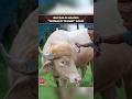 ‘Donald Trump’ named Bangladeshi Buffalo’s sold for 385,000 Bangladeshi Taka
