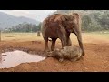 Two elephants Boon ma and Chaba spend their time for mud bath - EleFlix