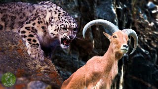 Snow LEOPARD Hunting FAIL - Snow Leopard vs Mountain GOAT (Rare Footage) - Wild Globe