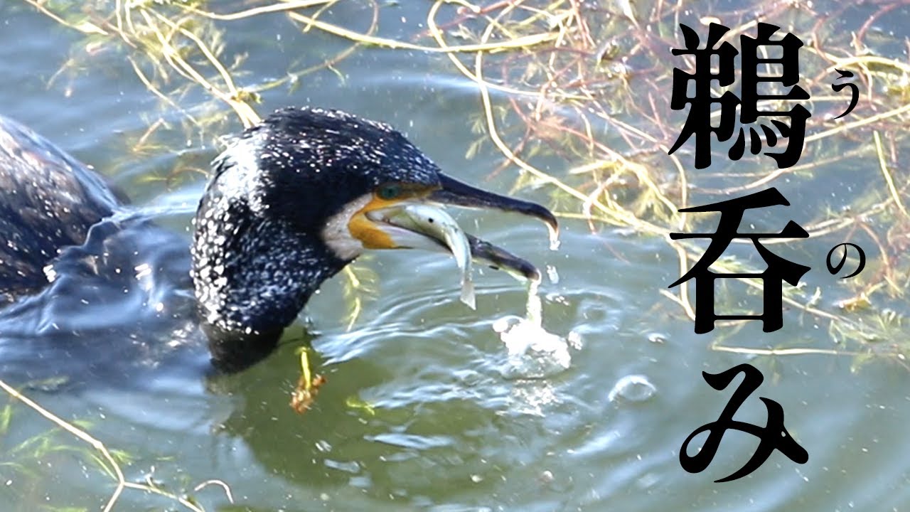 【魚を丸呑み!川鵜の漁】大濠公園のカワウ 身近な野鳥 野鳥観察 水鳥 お散歩動画 癒し - YouTube
