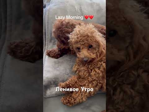 Ленивое Утро #trending #viralvideo #youtube #shorts #shortvideo #собака #dog #шортс #trendingshorts