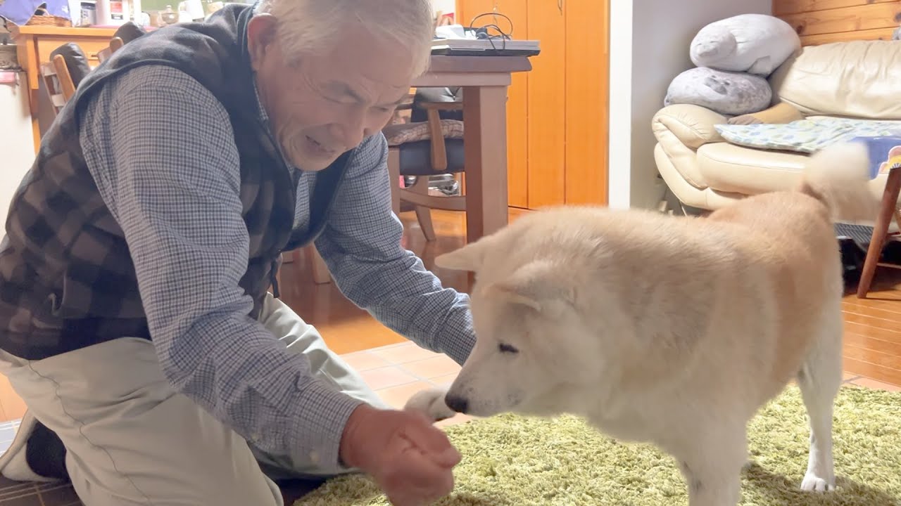 満面の笑みで愛犬と戯れるじいちゃんが微笑ましい - YouTube