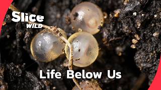 Underground Wildlife: The World Below Us | FULL DOC | SLICE WILD