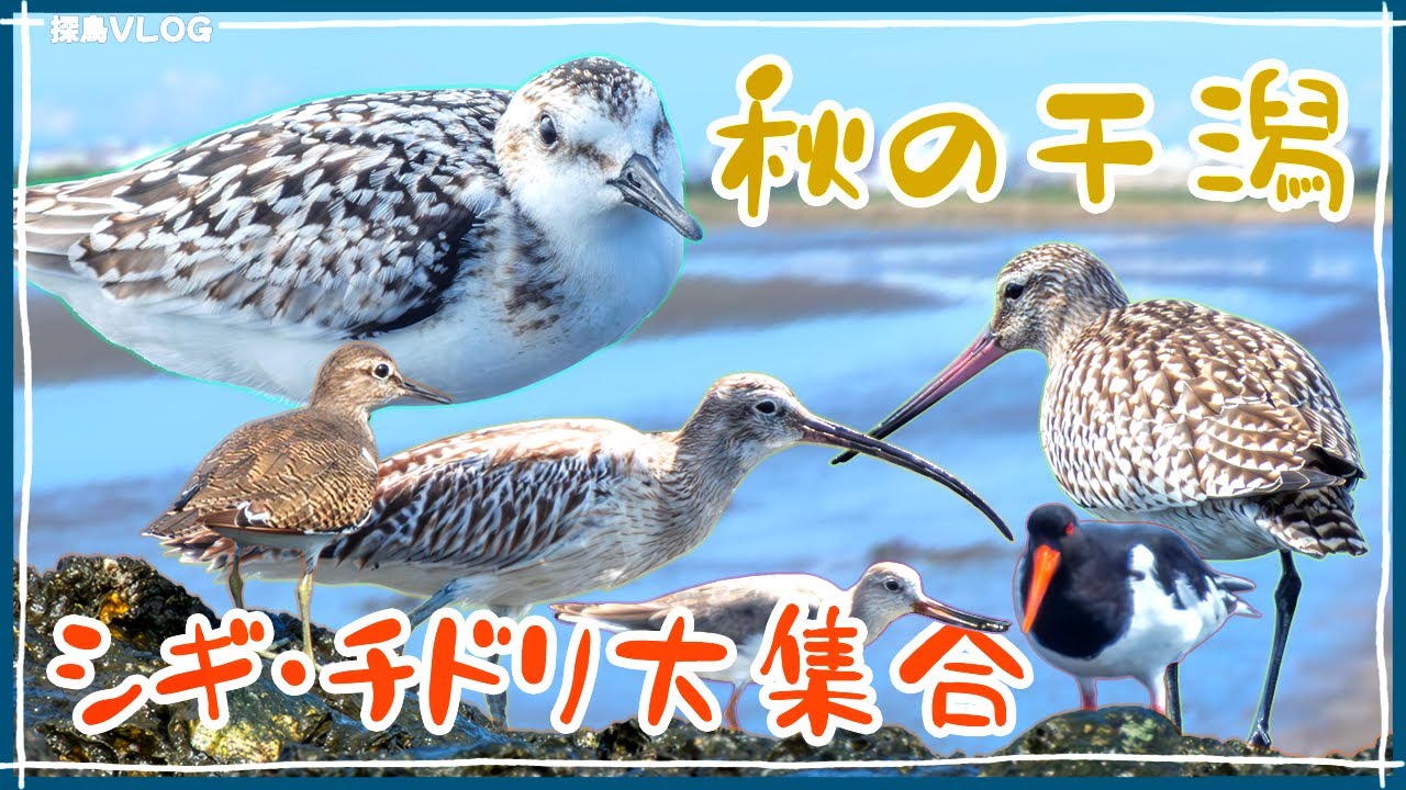 葛西臨海公園で野鳥観察！水鳥がいっぱい！《野鳥撮影vlog》｜ミユビシギ、ミヤコドリ、ダイシャクシギ、オオソリハシシギ