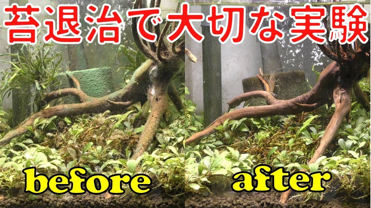 2日でこの威力 生体兵器で藍藻を退治しました アクアリウム水槽熱帯魚 Youtube