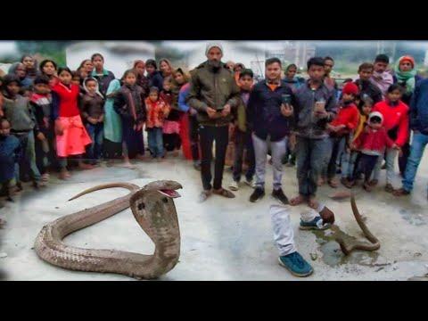 *King Cobra Jaisa Vishalkay saamp|| Indian Spectacled Cobra || Indian Cobra|| Snake Rescue Video😱*