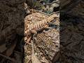 Wildlife Lizard #shorts #lizards #geckos