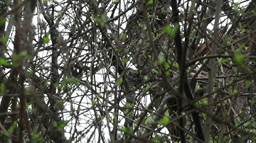 How to find a hummingbird nest.