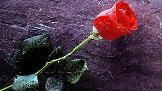 Ek Sanam Chahiye Aashiqui Ke Liye | Kumar Sanu | Romantic Song Ek Sanam Chahiye Aashiqui Ke Liye | Kumar Sanu | Romantic Song