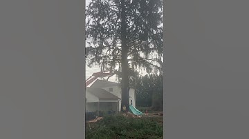 Falling huge spruce tree near house.