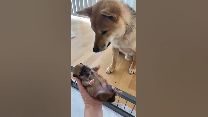 Shiba Inu puppy meeting Daddy 😍