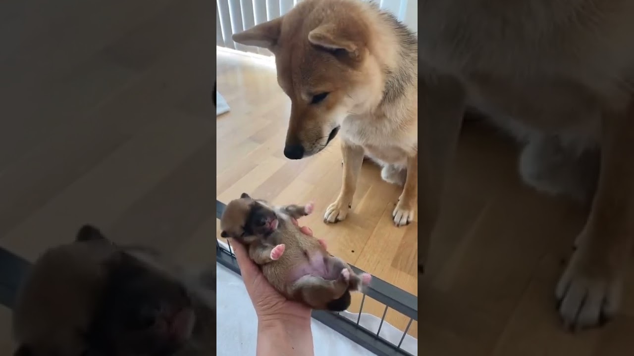 Shiba Inu puppy meeting Daddy 😍