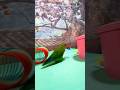 Bird Training:smart lovebird parrot l smart little cute parrot #training#smartparrot#cute