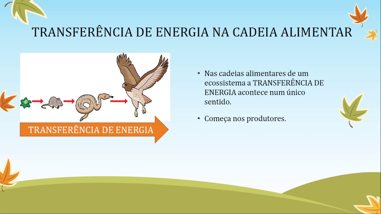 Cadeia Alimentar - YouTube