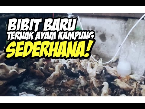 review!-bibit-ternak-ayam-kampung