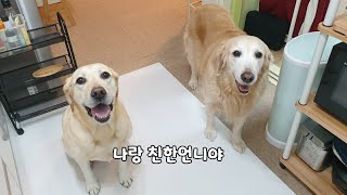 Retriever's reaction when its sister visits her