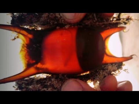 🐟Live Shark Egg Case In Grattan - YouTube