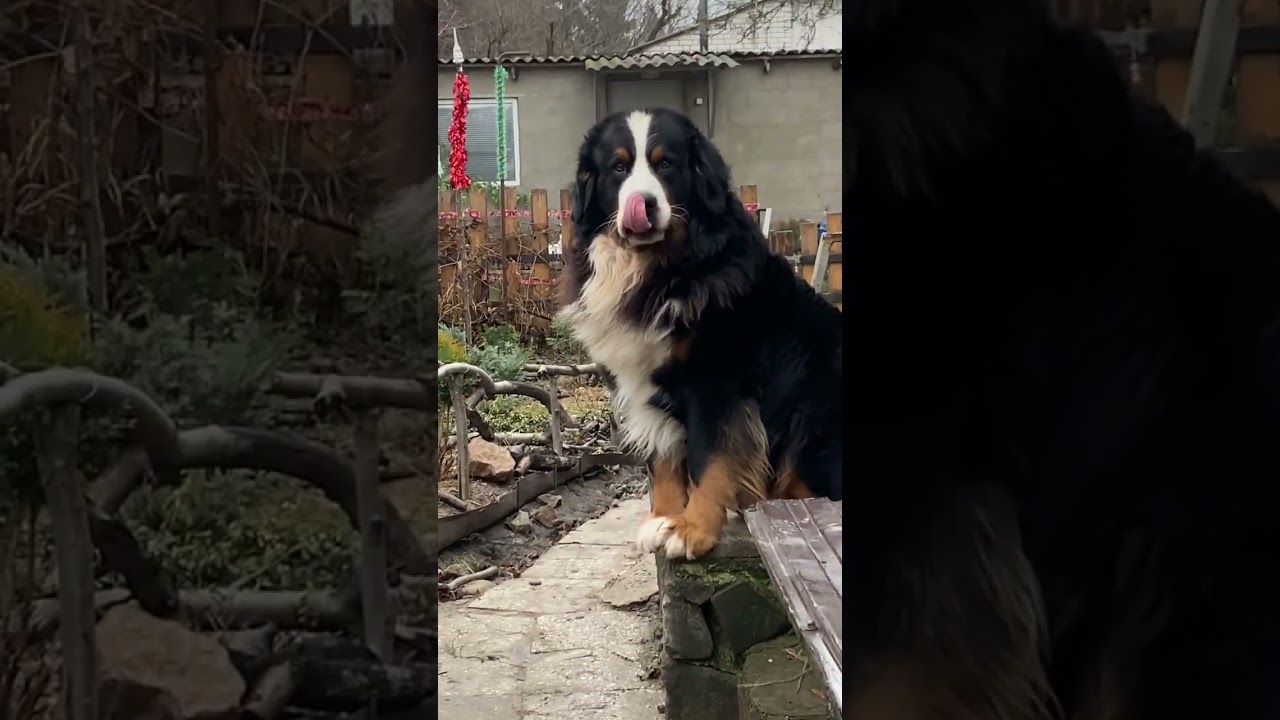 #bmd