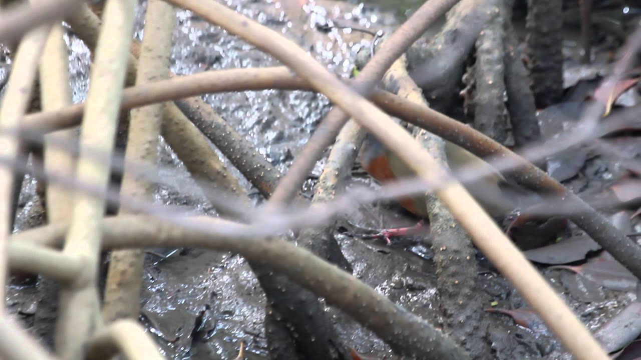 Little Wood-rail (Aramides mangle) 