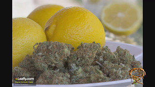 Certified Pothead - Super Lemon Haze