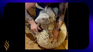 Shearing A Bunny? Full Video by Right Choice Shearing 43,552 views 2 months ago 2 minutes, 56 seconds