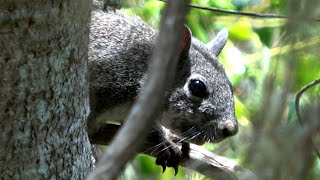 The Barking Sound of the Western Gray Squirrel