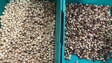 TOPSORT Mini hazelnut color sorter