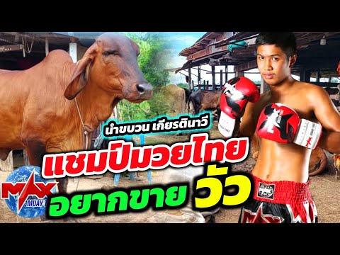 นักมวยไทยดีกรีแชมป์ระดับประเทศ อยากขายวัว "นำขบวน เกียรตินาวี วัวสวย ราคาน่าฟัง บุญชูเกือบโดนต่อย555