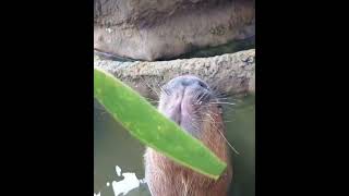 Ok, he pull up... (capybara)