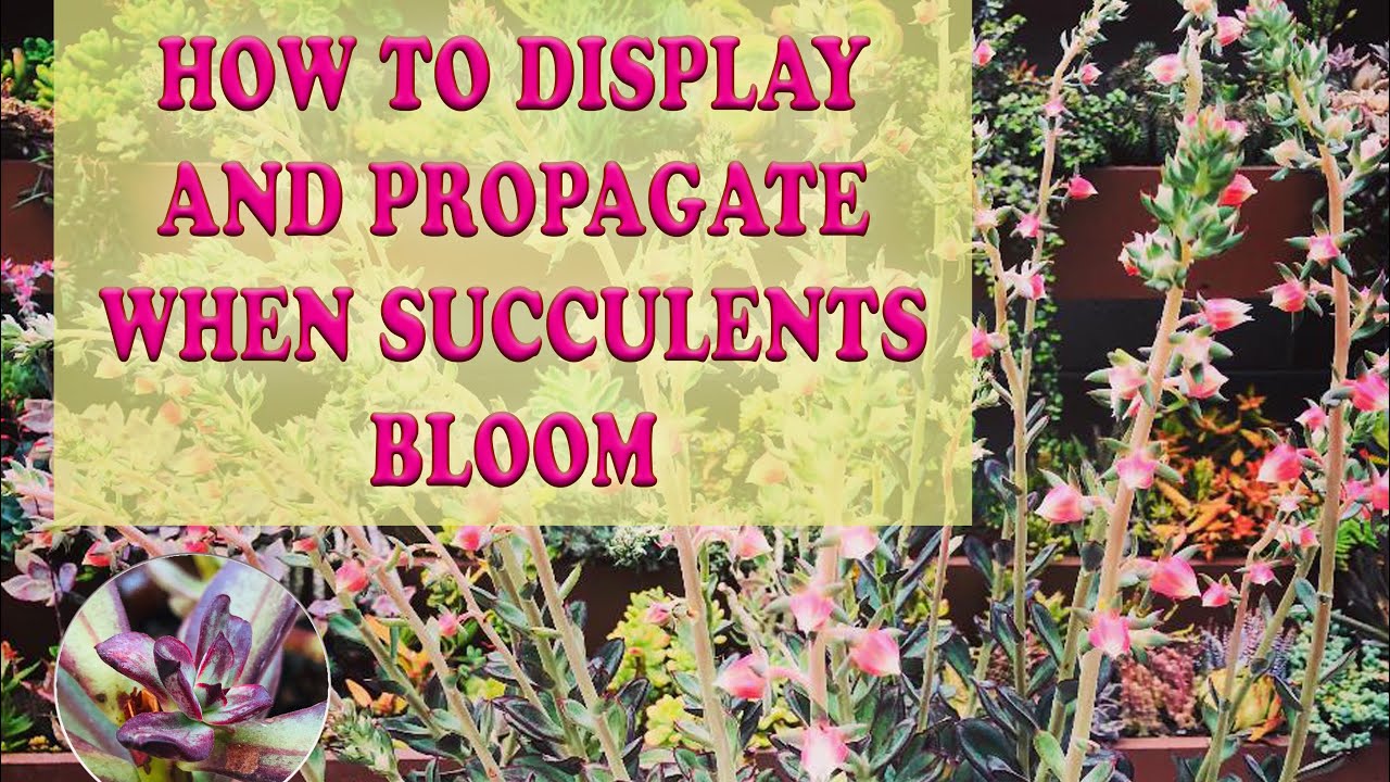 HOW TO DISPLAY AND PROPAGATE WHEN SUCCULENTS BLOOM ( Echeveria nodulosa aka Painted Echeveria)
