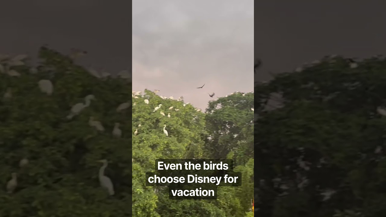 Even the Birds Vacation at Disney World