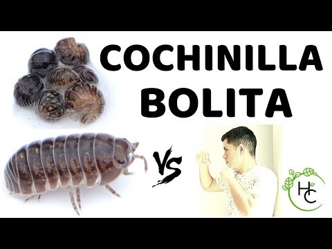 Video: ¿Son venenosas las arañas cochinillas?