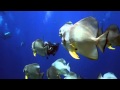 Дайвинг. Индонезия, Раджа Ампат (Diving, Raja Ampat, Indonesia)