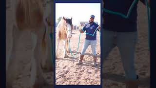 Tips First Time Horse Owners #3: How to Safely Hold Your Lead Rope