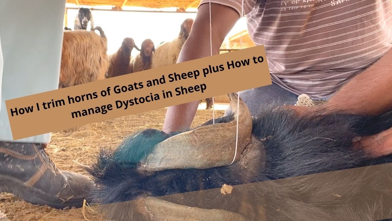 Graphic Content! Horn Trimming in Goats and Sheep plus how to Manage Dystocia in Small Ruminants