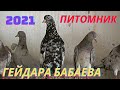 Питомник Бакинских голубей Гейдара Бабаева в Баку!