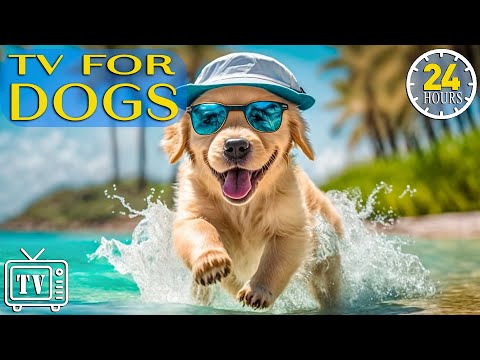 24 Hours of Music for Dogs with Anxiety: TV for Dogs & Videos to Entertain and Chill Dogs with Music
