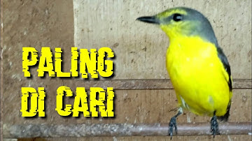 BURUNG MASTERAN YANG PALING DI CARI