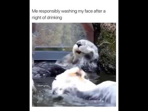otters-washing-it's-face-memes