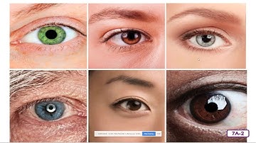 Unit 3 Lesson 7  Vision and the Parts of the Eye