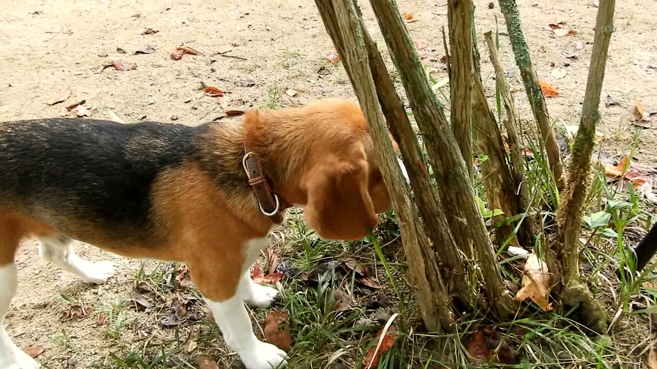 ビーグル犬 こたろう くんとの戦いは続く 黒柴こたろう 39 Youtube