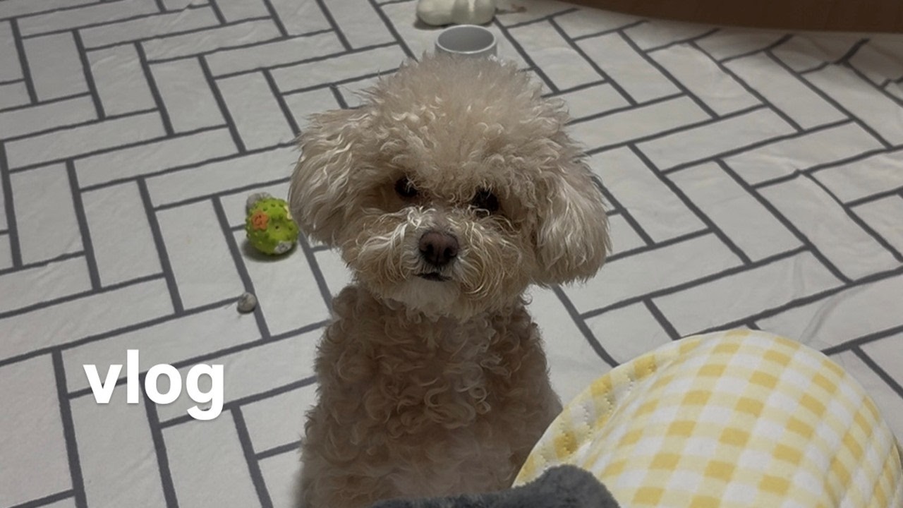 일상브이로그 | 보리는 어쩜 이리 착할꼬~